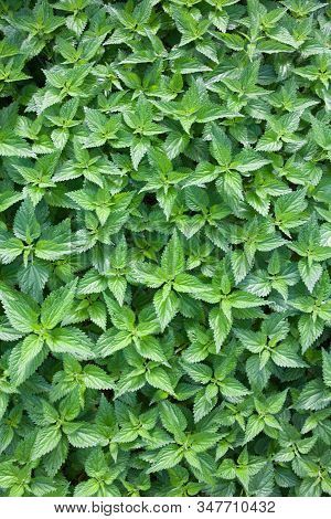 Stinging Nettles (urtica Dioica) In The Garden. Green Leaves With Serrated Edges.