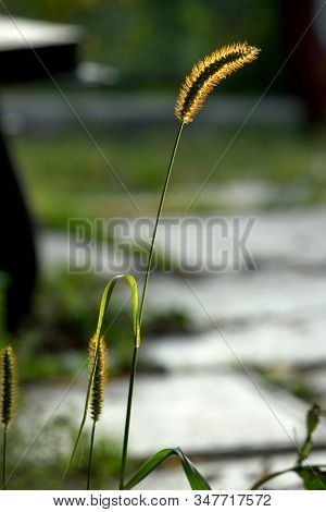 Golden Glowing Spike On A Blurred Gray-green Background.