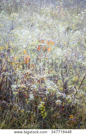 Rimy Autumnal Leaves