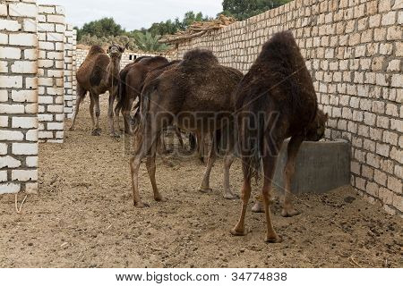Dromedaries Eating In The Stable