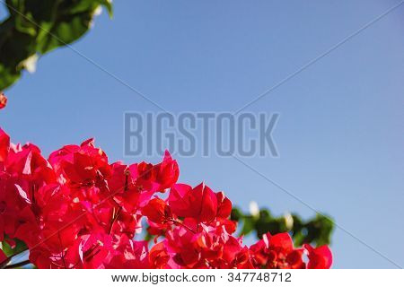 Bougainvillea Branches With Purple Flowers Against A Blue Sky. Close Up Of Blooming Magenta Bougainv