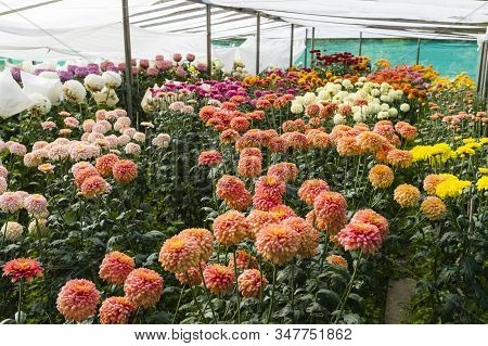 Dahlia Flower Cultivation In A Plant Nursery Polytunnel