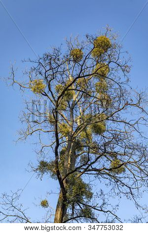 Scenic Mistle Growing At The Tree In The Wiesbaden Park,germany