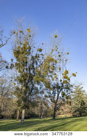 Scenic Mistle Growing At The Tree In The Wiesbaden Park