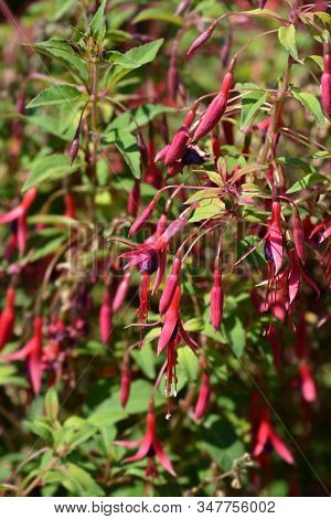 Hardy Fuchsia - Latin Name - Fuchsia Magellanica Var. Gracilis