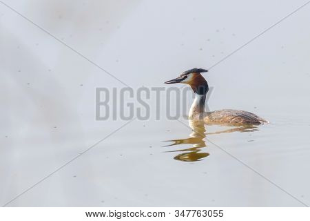 Great Crested Grebe On Water (podiceps Cristatus)