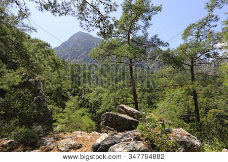 Pine forest in mountains. Landscape on Likya Yolu tourist path in Turkey.