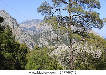 Nice pine tree on mountain background. View from famous tourist pathway in Turkey. Likya Yolu, Kemer