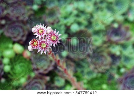 Pink Flowers Of Evergreen Sempervivum Calcareum Jord Succulent Plant