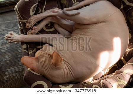 Sphynx Cat Sleeping. The Cat Sleeps In Its Place In The Sun. Sphinxes Love Warmth. Home Sweet Pet. A