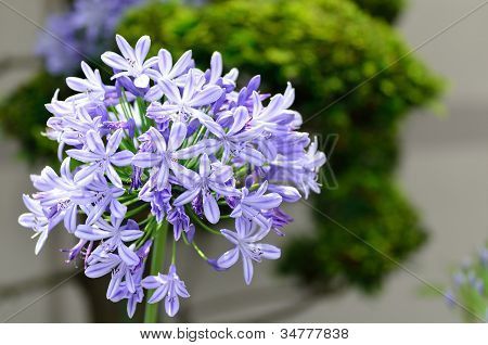 Agapanthus kukkia.