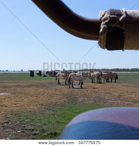 Aurochs And Wild Horses Stand In The Field In The Hortobagy National Park In Hungary Look In A Car