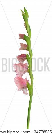Single Beautiful Pink  Gladiolus Flower Isolated On Background
