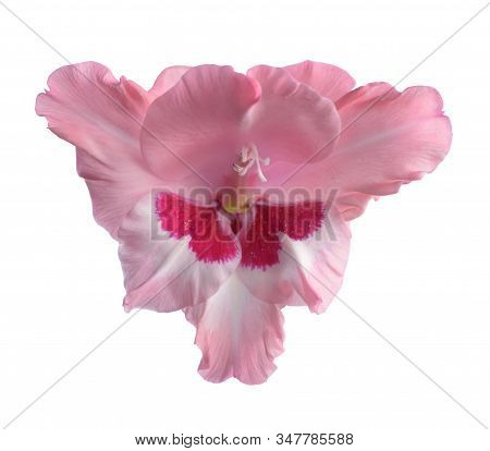 Pink  Gladiolus Flower Isolated On White Background