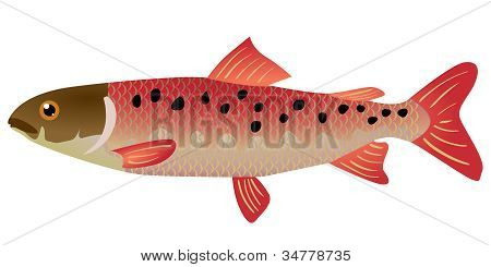 魚のイラスト