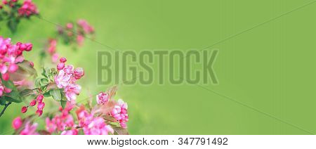 Branches With Pink Flowers On Blurred Green Background Banner
