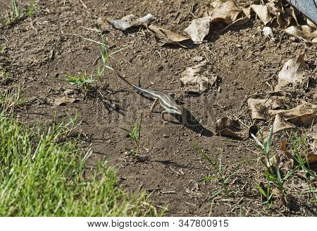 Closeup Of Blue-tailed Skink Lizard Stood On Soil Ground In Rural Countryside