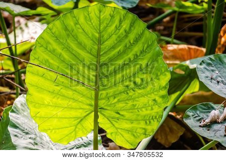 green alocasia odora leaf in the outdoor of city