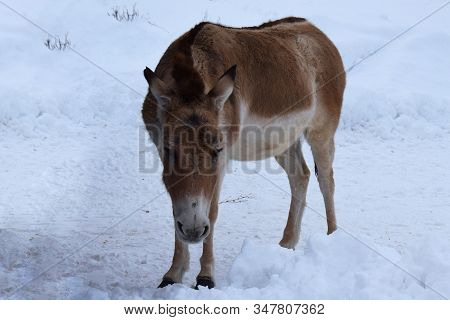 The Look Of A Red Donkey Standing In The Snow Among The Snowdrifts