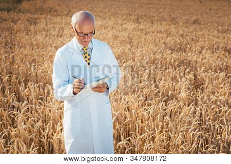 Scientist doing field test of new GMO grain for better yield, shot from above