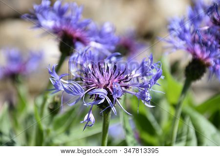 Very Pretty Bachelor Button Blossom In A Garden.