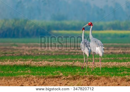 A Couple Of Sarus Crane Walking In The Field