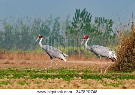 A Couple Of Sarus Crane Waliking In The Field