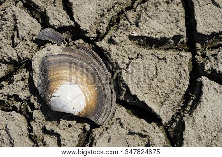 Cracked Seashell. Freshwater Clam Residue. Part Of A Huge Area Dried Land Suffering From Drought - I