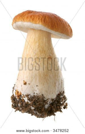 weiße Pilze