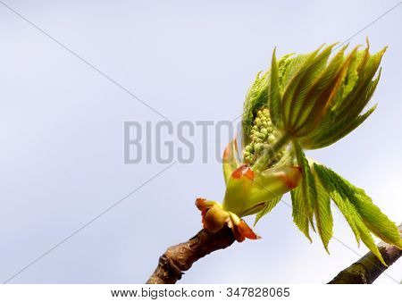The open leaves of the chestnut tree in early spring, a symbol of the coming spring and Easter. Clos