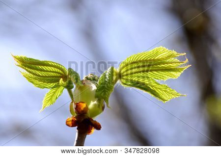 The Open Leaves Of The Chestnut Tree In Early Spring, A Symbol Of The Coming Spring And Easter. Clos