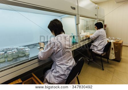 Scientists Works In A Laminar Box. Preparation Of Micro Plants For Cloning In Vitro