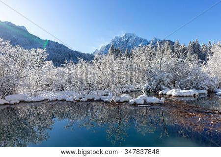 Zelenci Springs Nature Reserve Near Kranjska Gora, Slovenia In Winter. Sunny Morning With Fresh Snow