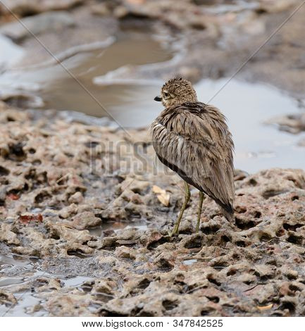Water thick-knee or water dikkop (Burhinus vermiculatus) iduring the rain in the Serengeti