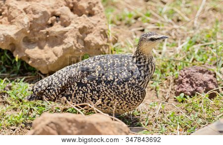 female Yellow-throated sandgrouse (Pterocles gutturalis) hiding in the rocks