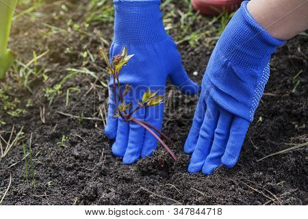 Female Hands In Gloves Press The Ground To The Roots Of A Peony Seedling. Planting Flowers In The Ga