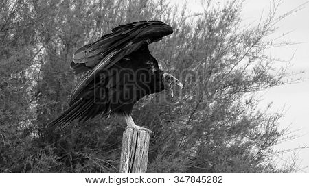 American Vulture Known As 