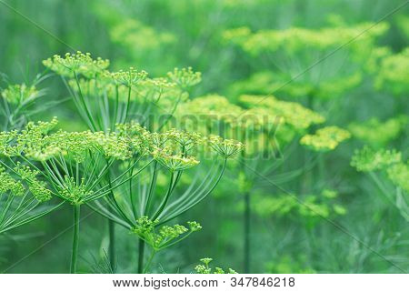 Floral Background Of Fresh Green Blooming Dill, Selective Focus. Ecological Gardening, Flavoring Her