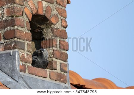 A Portrait Of A Crow Sitting On Its Nest In A Brick Stone Chimney. It Is Like A Birdhouse Only With 