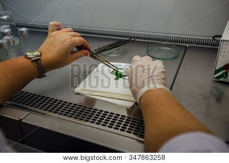 Graftage Of Micro Plants In Laboratory Of Biotechnology For In Vitro Cultivating In Test Tube