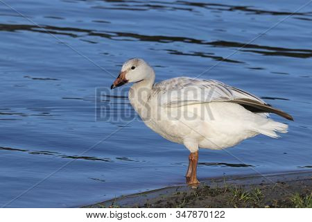 A Snow Goose - Chen Caerulescens - Standing In Shallow Blue Water During Migration In Florida