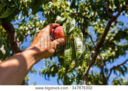Low Angle, Selective Focus And Close Up On Man Hand Picking Ripe Peach Fruit From The Tree Branch Ag