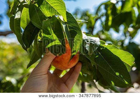 Selective Focus And Close Up Shot Of Woman Hand Picking A Ripe Peach Fruit From A Tree Branch Full O