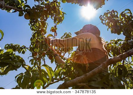 Low Angle View Of A Caucasian Woman Up Between Tree Branches Picking Peach Fruits, Under The Sunligh