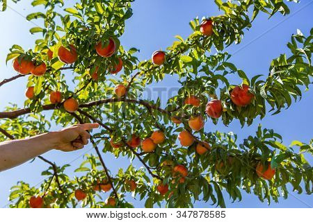 Low Angle View Of Hand With Finger Pointing To A Big Tree Branch Full Of Ripe Peaches Fruits And Lea