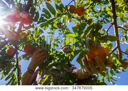 Low Angle View Of An Unrecognizable Caucasian Young Woman As She Picking Ripe Peach Fruit From The T