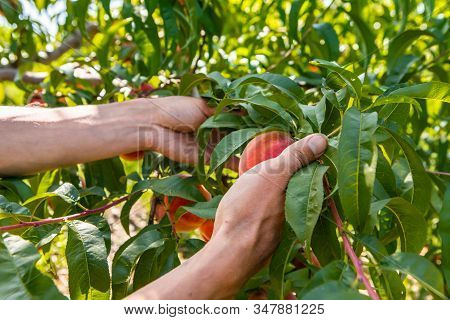 Close Up On Farm Worker Hands As He Picking Ripe Organic Peach Fruits From The Tree Branches, Peache
