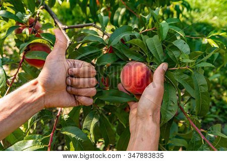 Close Up On Farmer Hands As He Picking Ripe Peach Fruits From The Tree Branches, And Gives The Thumb