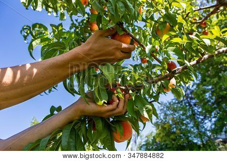 Low Angle View Of Hands Picking Ripe Fresh Peach Fruits From A Tree Branch Full Of Peaches And Leave