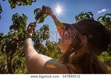 Rear Side View Of A Caucasian Woman Picking A Peach Fruit From The Tree Branch, Under The Shining Su